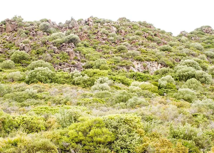 Calvia Pensión Alguer